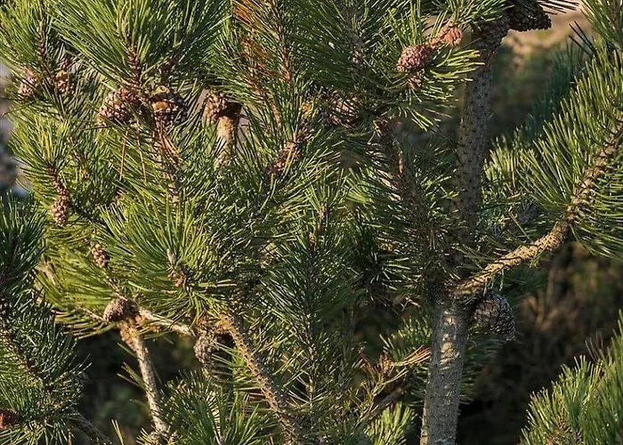 Dom wakacyjny 0186-romo-egedesminde-3